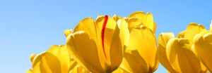 cropped-tulips.jpg